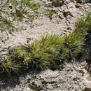 Image of Tillandsia secunda Kunth