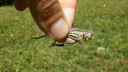 Image of Gray locust