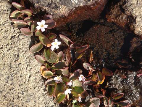 Image of Sierran Springbeauty