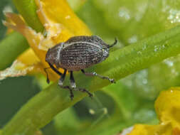 Слика од Ceutorhynchus typhae (Herbst & J. F. W. 1795)