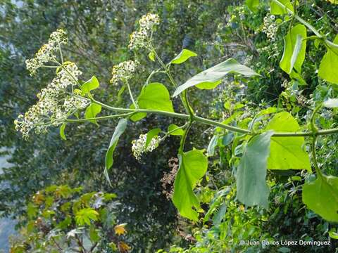 صورة Schistocarpha bicolor Less.