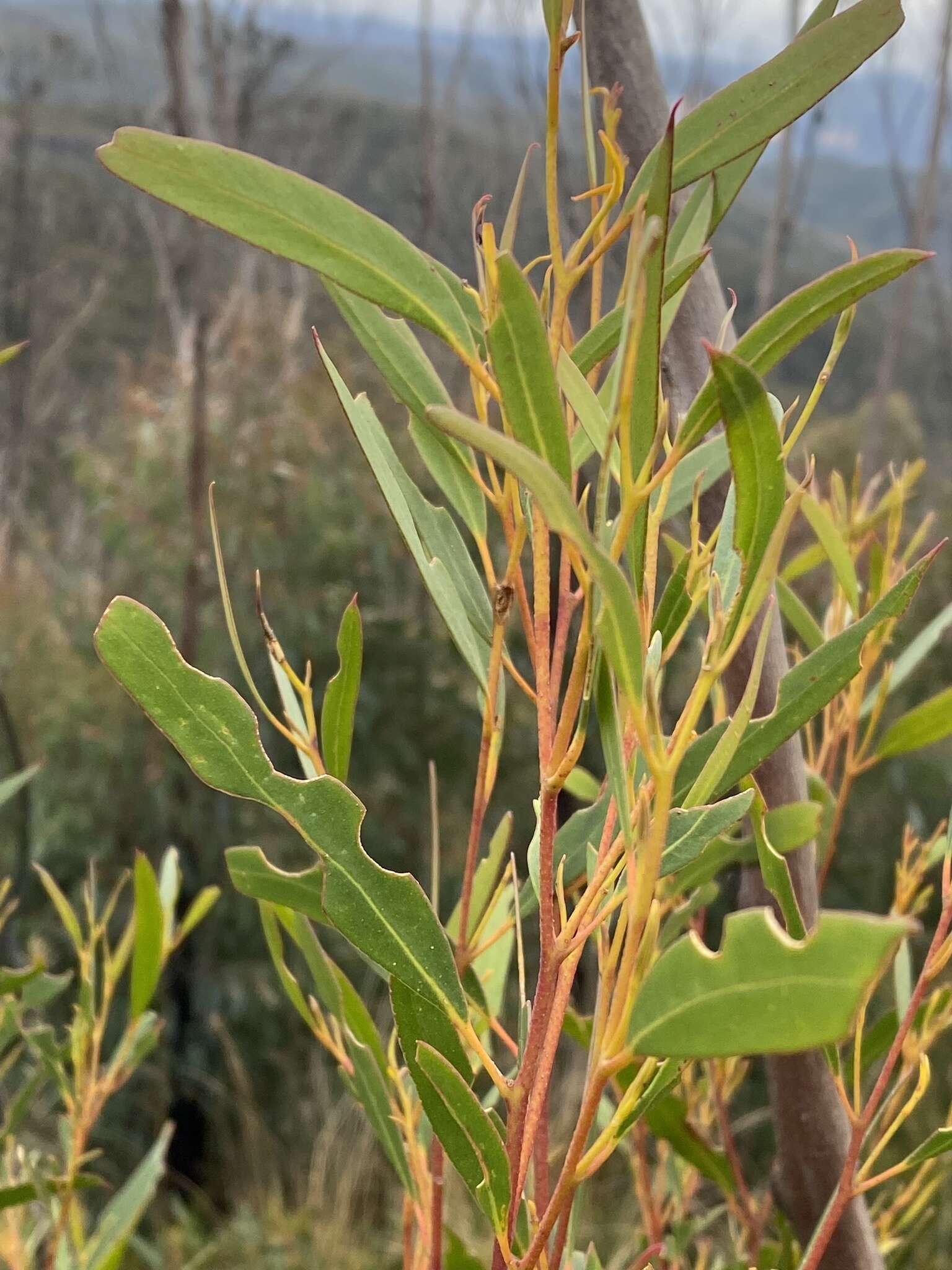 Image of Eucalyptus stricta Sieber ex Spreng.