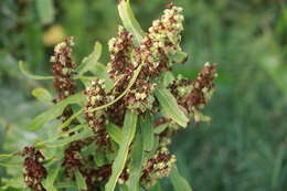 Imagem de Rumex japonicus Houtt.