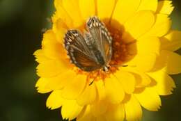 Слика од Pseudolucia chilensis (Blanchard 1852)