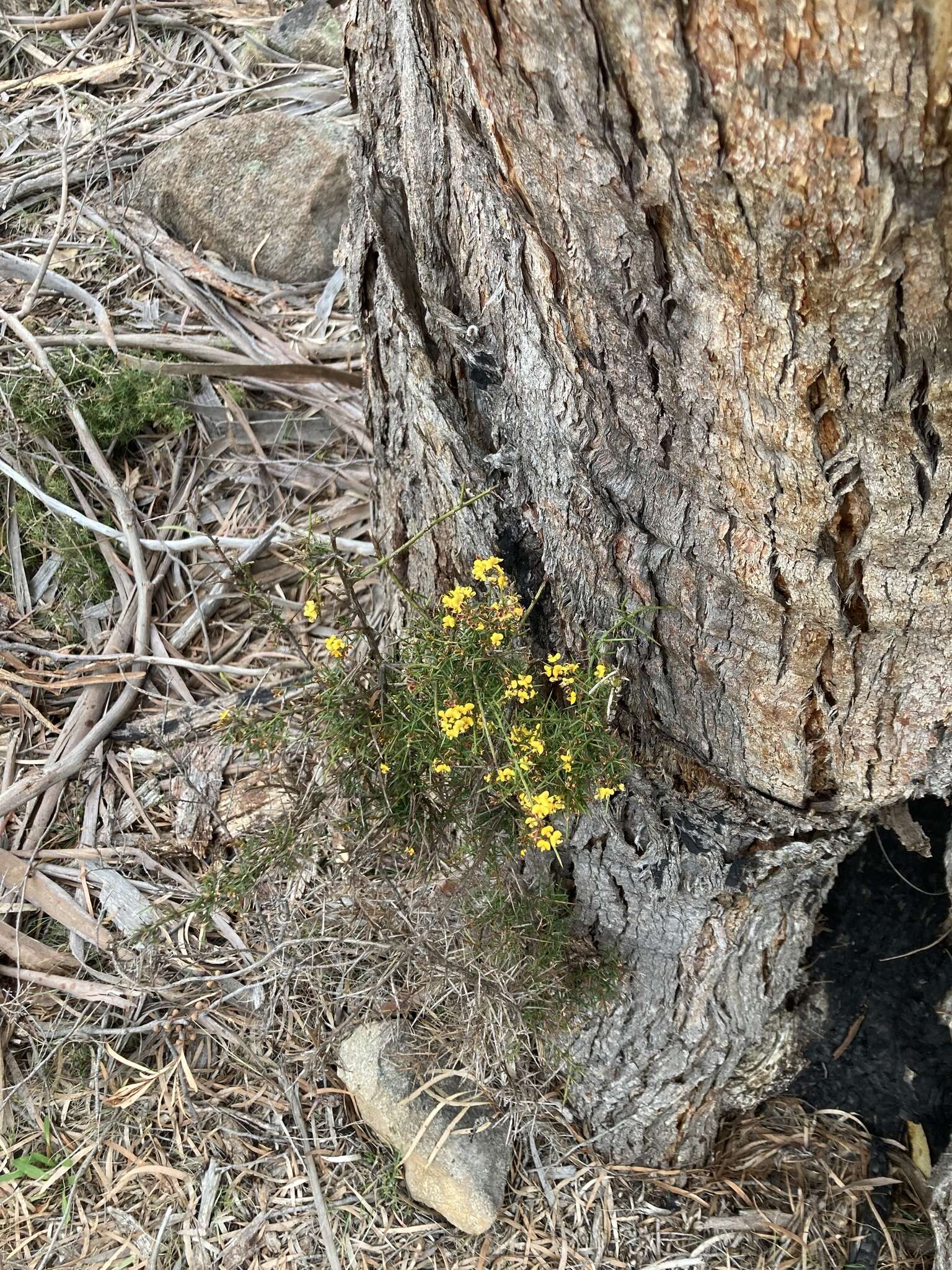 Image de <i>Daviesia <i>ulicifolia</i></i> subsp. ulicifolia