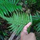 Image of Taiwan maiden fern