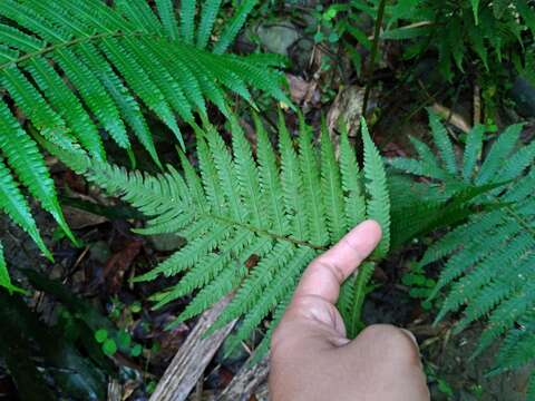 Sivun Sphaerostephanos taiwanensis (C. Chr.) Holtt. ex Kuo kuva