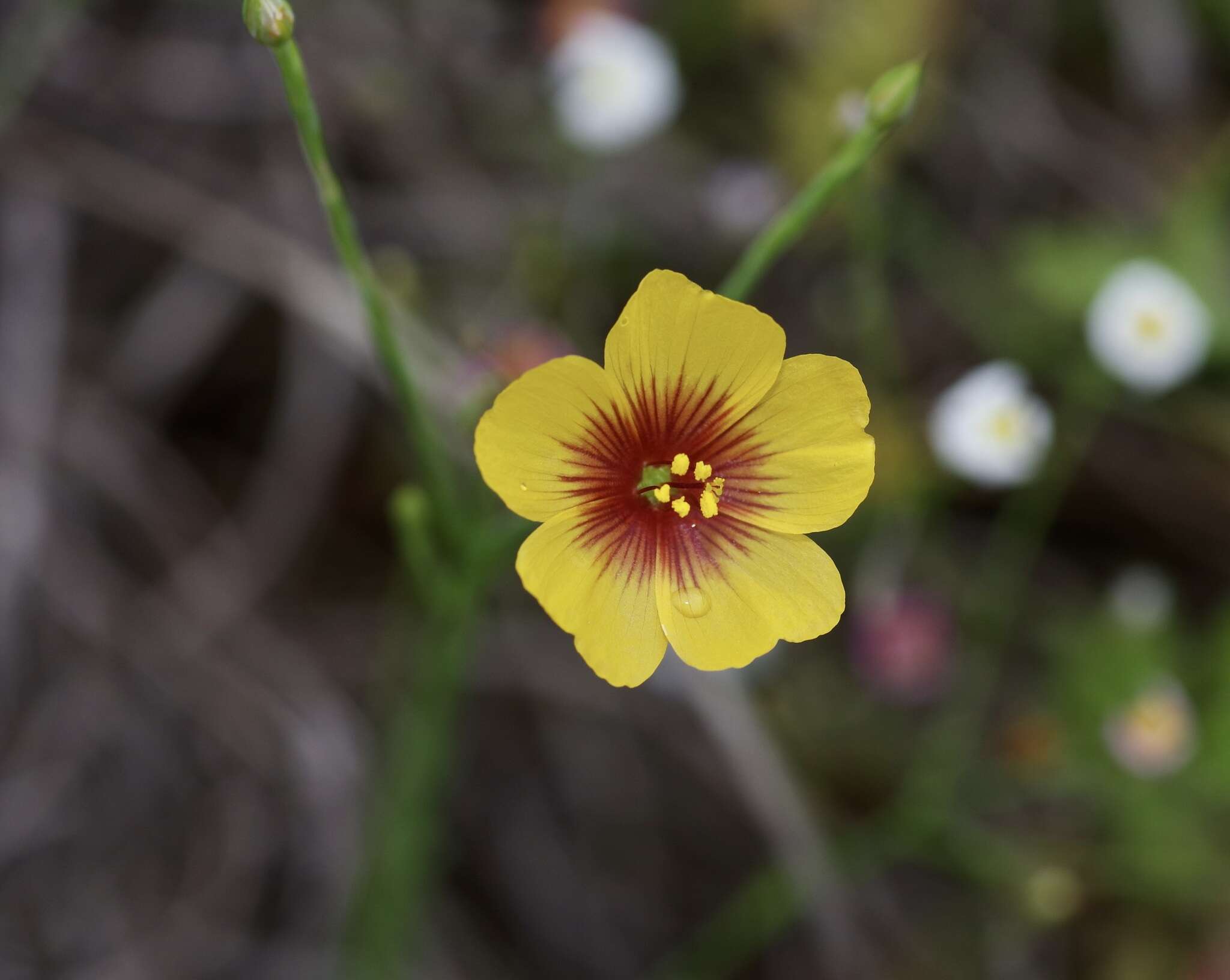 Image of Texas flax