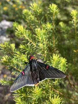 صورة Phocides polybius Fabricius 1793