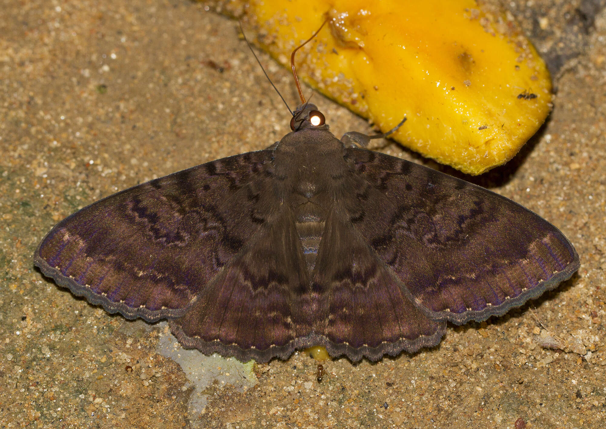 Image of Plain cloak moth