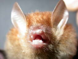 Image of round-eared tube-nosed bat