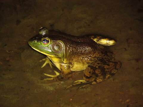 Слика од Lithobates catesbeianus (Shaw 1802)