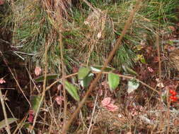 Image of pink honeysuckle