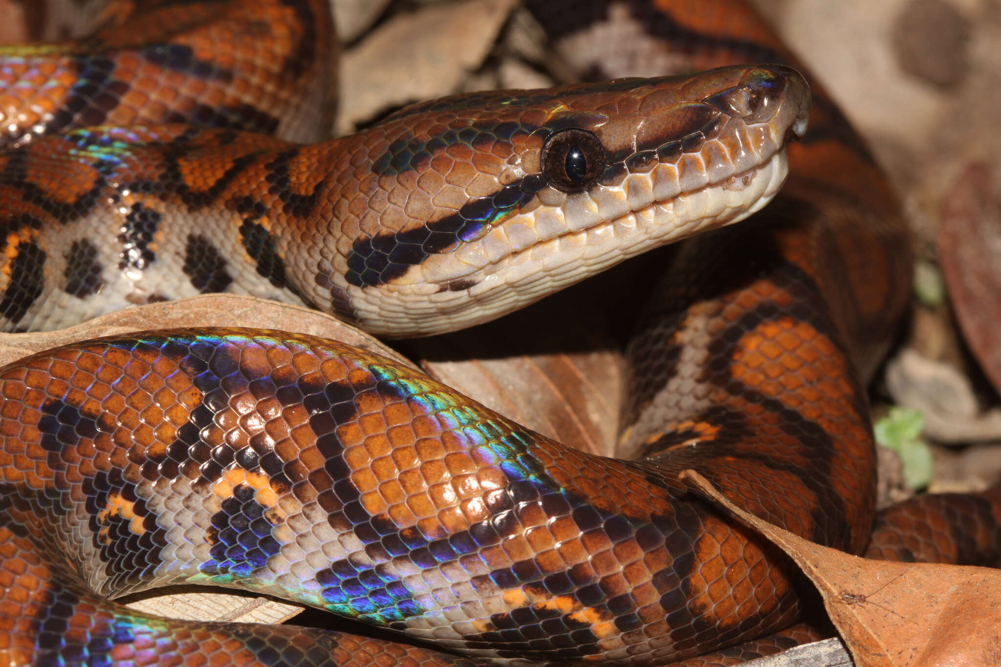 Image of Rainbow Boa