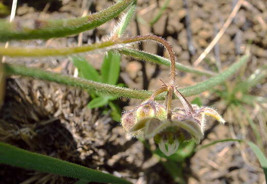 Image de Asclepias bicuspis N. E. Br.