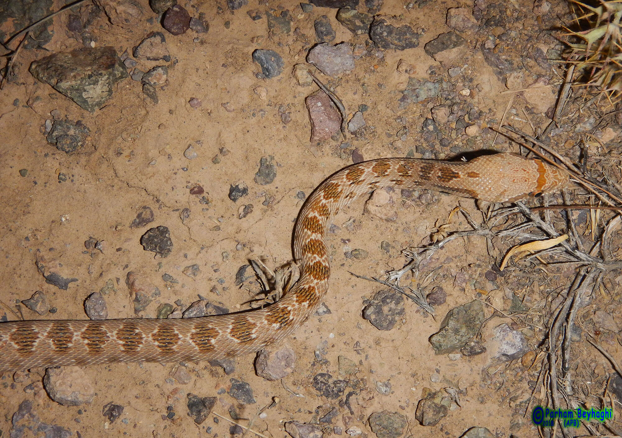 Image of Spalerosophis diadema schirazianus (Jan 1863)