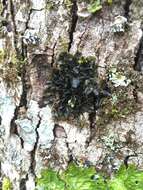 Image of jelly lichen