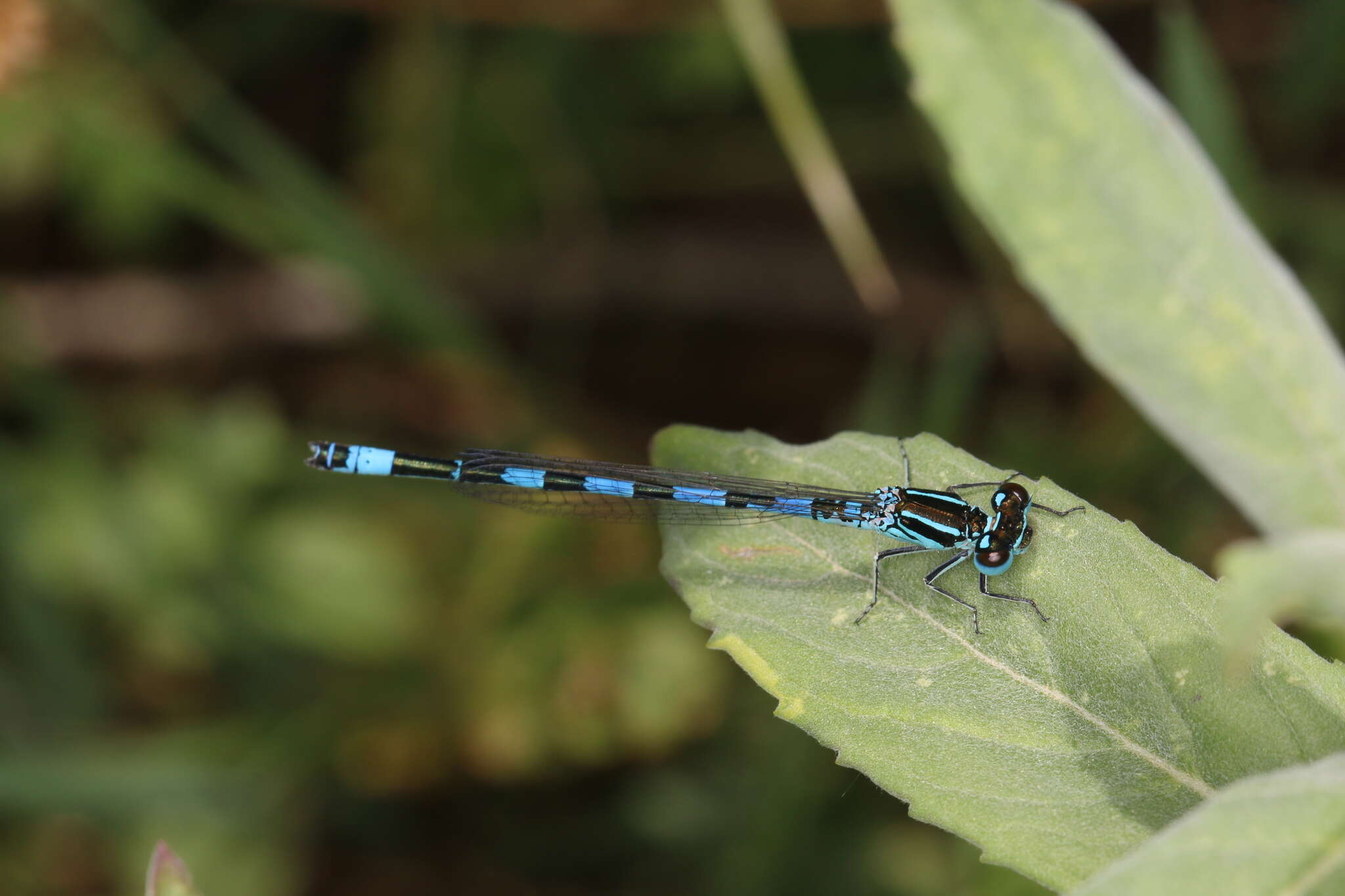 Image of Southern Damselfly