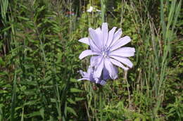 Image of chicory