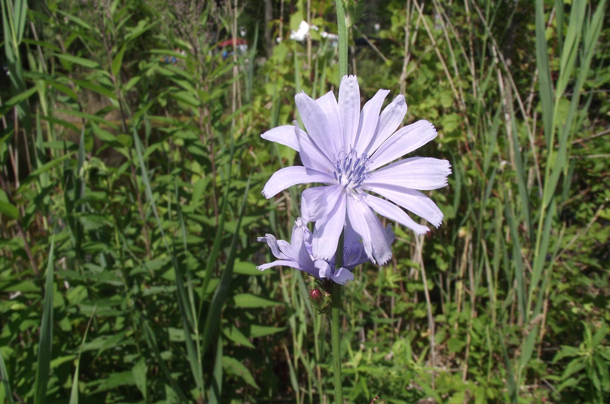 Image of chicory