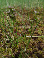 Image of pod-grass family