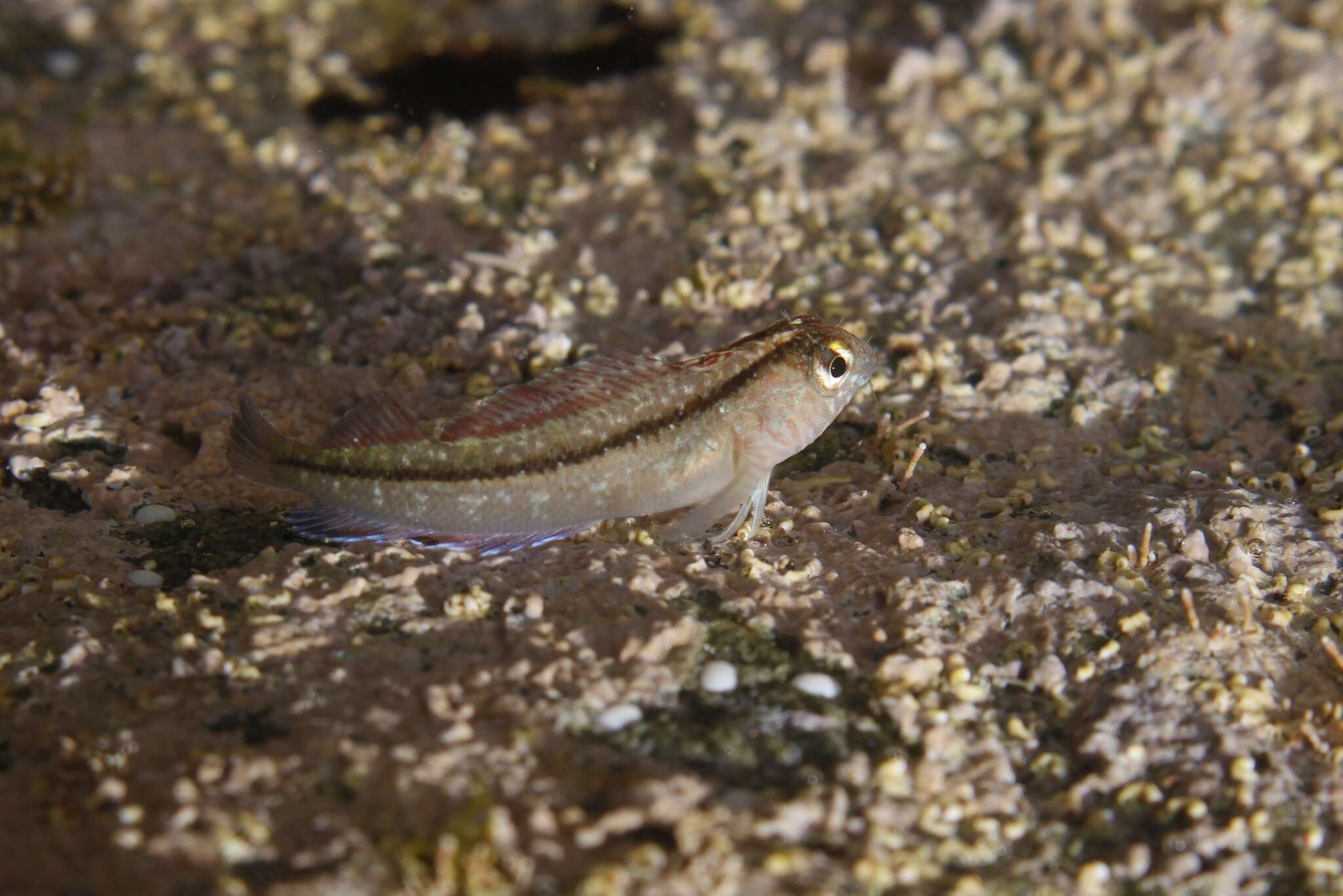 Image of Common Triplefin