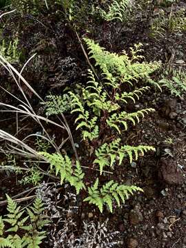 Image of Odontosoria deltoidea (C. Chr.) Lehtonen & Tuomisto