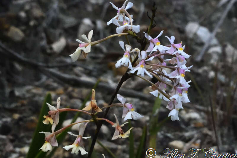 Image de Epidendrum blepharistes Barker ex Lindl.
