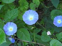 Image of Ololiuqui or Mexican Morning Glory