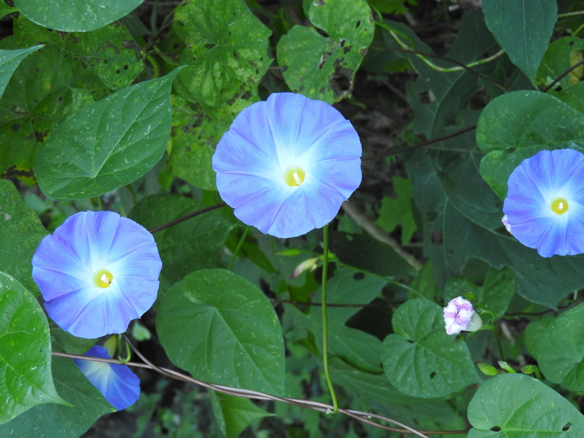 Image of Ololiuqui or Mexican Morning Glory