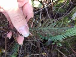 Image of Kunth's hacksaw fern