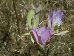 Image of broad-fruit mariposa-lily