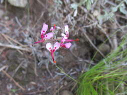 Image of Pelargonium ternifolium P. J. Vorster