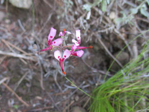 Image of Pelargonium ternifolium P. J. Vorster