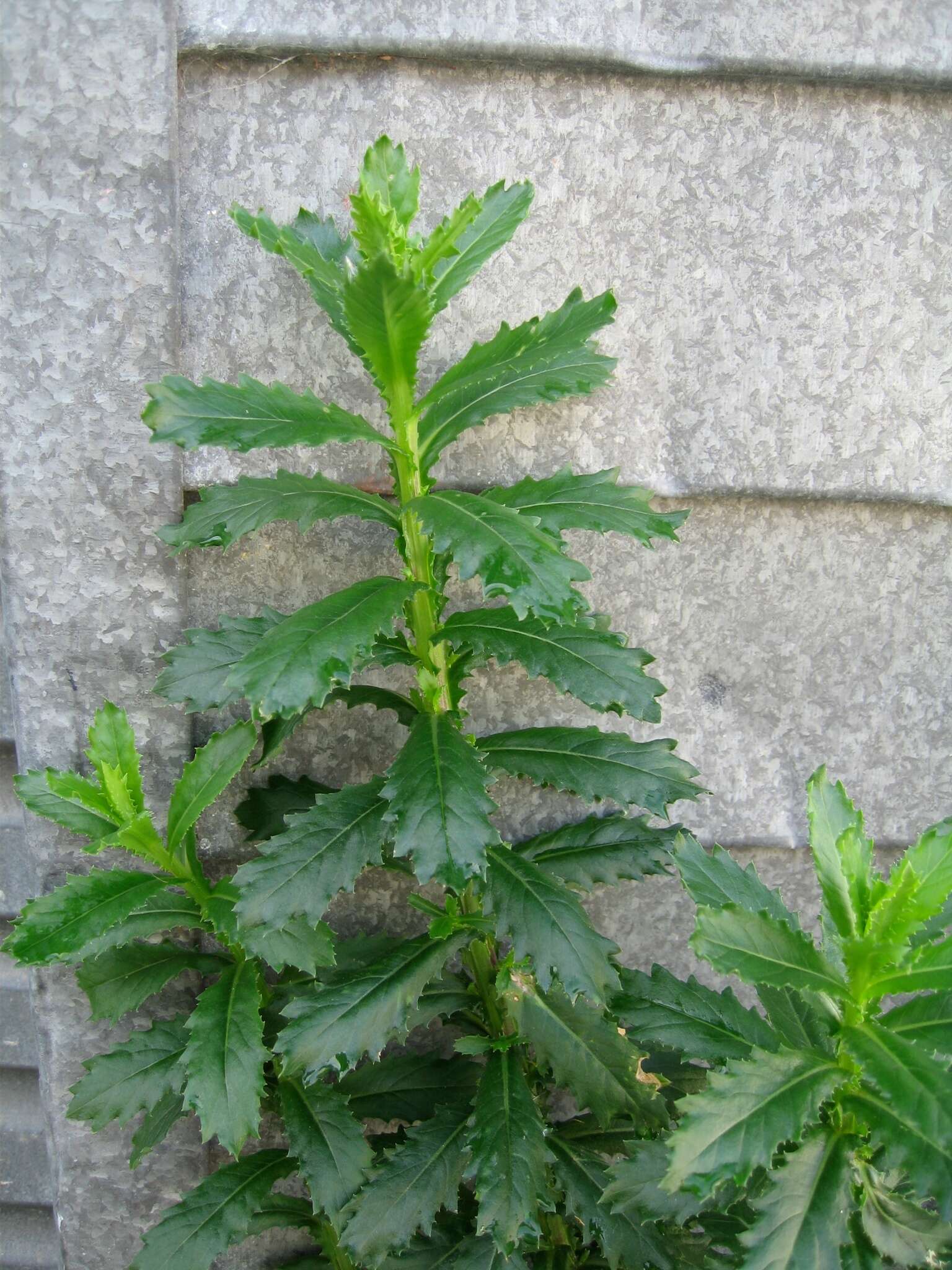 Senecio glastifolius L. fil. resmi