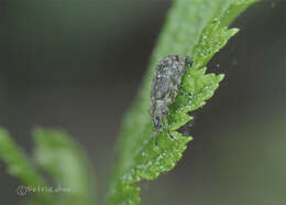 Sivun Polydrusus (Eurodrusus) pilosus Gredler 1866 kuva