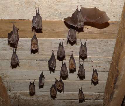 Image of Lesser Horseshoe Bat