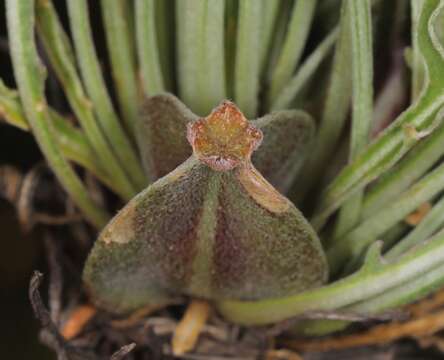 Image of El Paso evening primrose