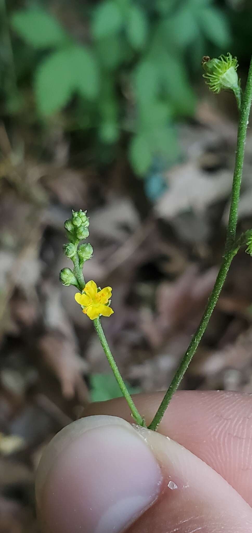 Imagem de Agrimonia rostellata Wallr.