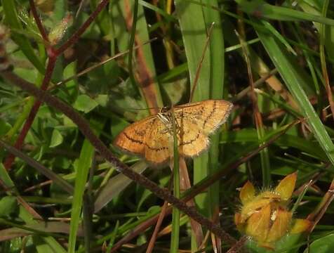 Image of Idaea flaveolaria