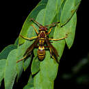 Image of <i>Polistes <i>poeyi</i></i> poeyi