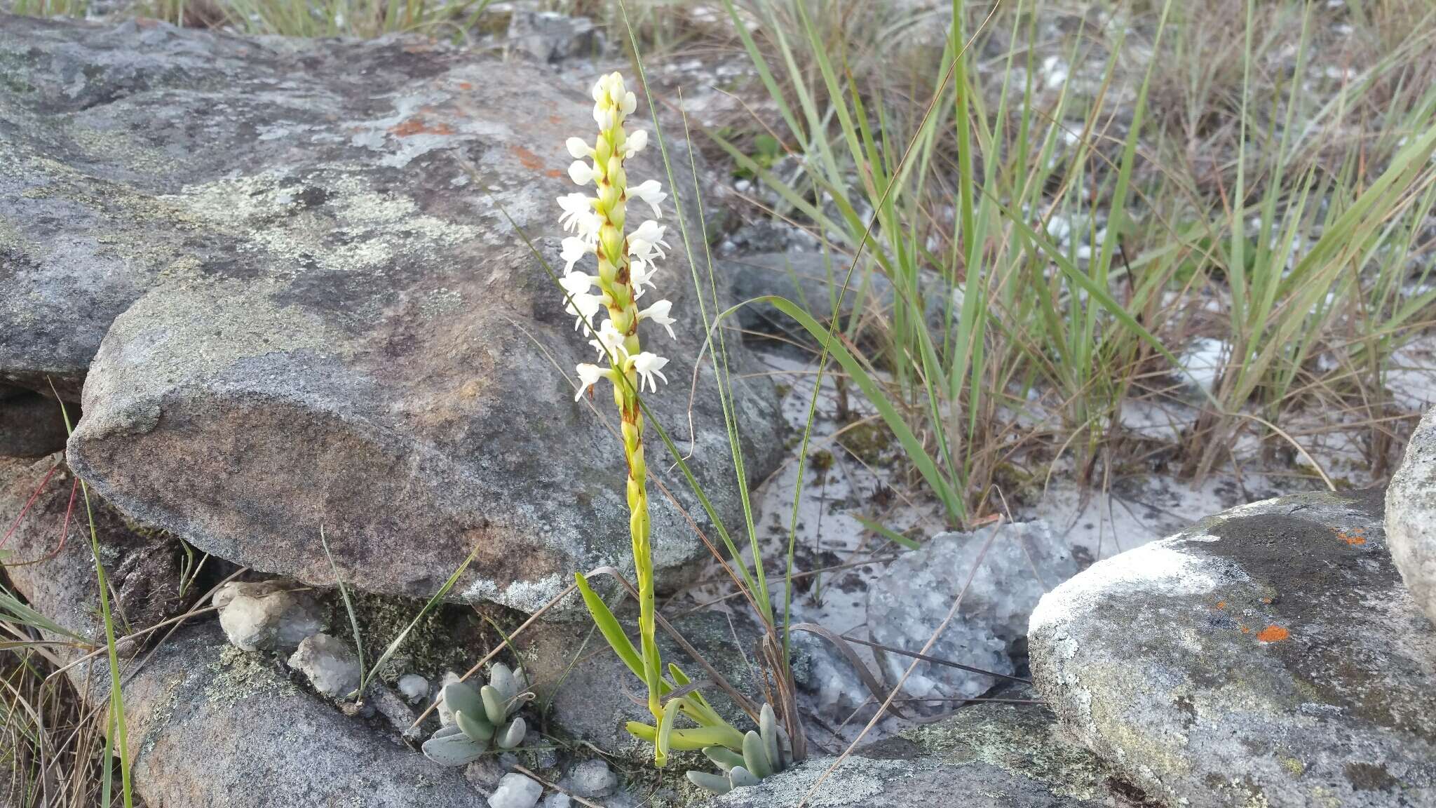 Image of Habenaria monadenioides Schltr.