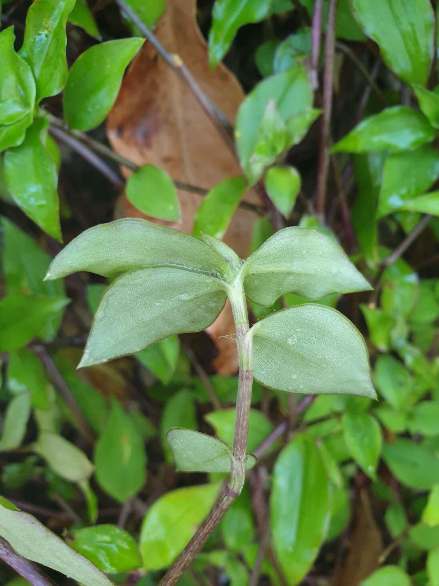 Imagem de Callisia repens (Jacq.) L.