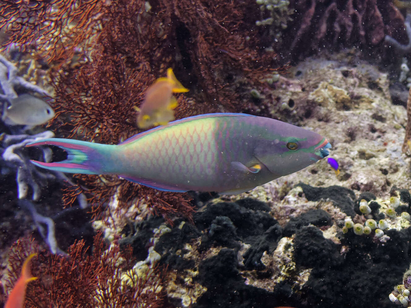 Image of Three-colour Parrotfish