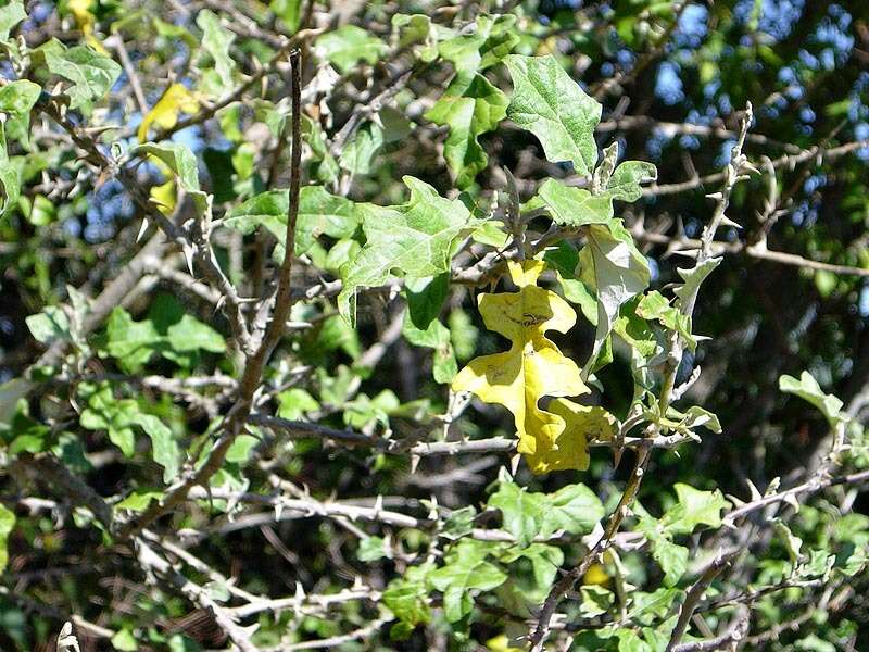 Plancia ëd Solanum aculeastrum Dun.