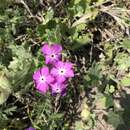 Image of Rio Grande phlox