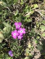 Imagem de Phlox glabriflora (Brand) Whitehouse