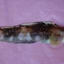 Image of Longlimb eelpout