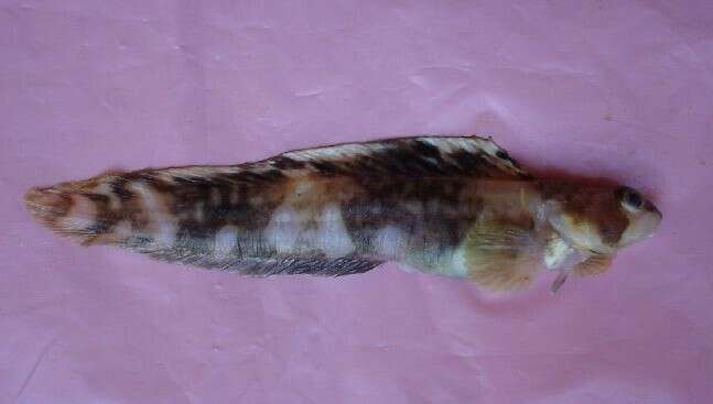 Image of Longlimb eelpout