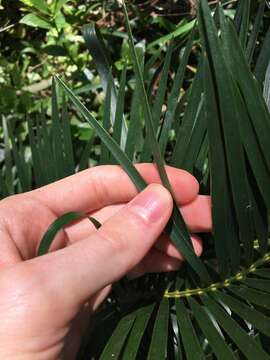 صورة Macrozamia spiralis (Salisb.) Miq.